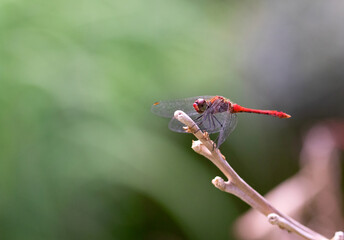 Close up of red dragonfly on a branch 