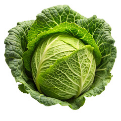 Fototapeta premium cabbage 