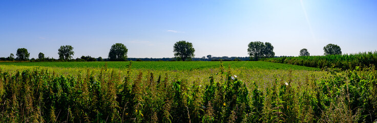 Panorama photo taken in mid summer of a green natural landscape with some trees against a blue clear sky. Location Noord-Brabant, Netherlands.