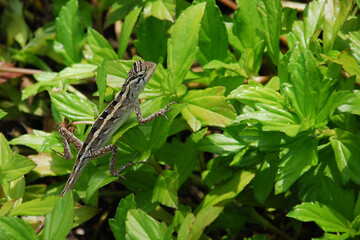 Rettile appoggiato su un piccolo ramo.