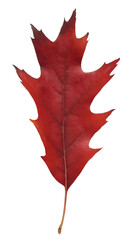 Red autumn oak leaf isolated on transparent background. Natural fall graphic element, single object for Halloween, Thanksgiving decor. Vibrant cutout Quercus rubra tree foliage. Flat lay.