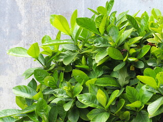 Background Gardenia jasmine plant or light green leaves of Gardenia augusta (L.) Merr. Popularly...