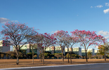 Flowering ipe trees in Brasilia