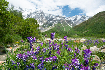 Endemic flowers growing in the mountains of Georgia. Georgian plateaus and colorful flowers. Georgia mountain flowers.
