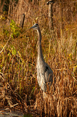 Great Blue Heron