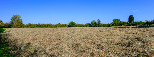 Panorama photo mid summer of a landscape where grass is drying, surrounded by green trees and a clear blue sky. Location: Noord Brabant, Netherlands