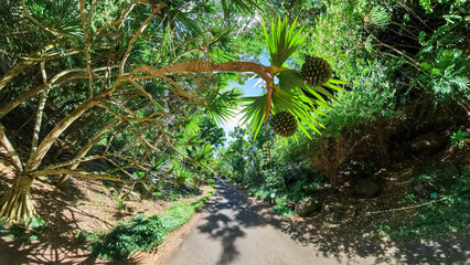 Tropical fruits hanging at the tree at the botanical garden in Oahu Hawaii
