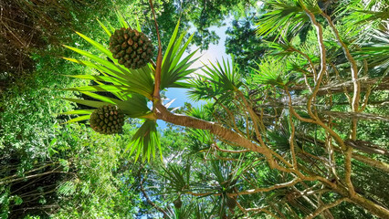 Tropical fruits hanging at the tree at the botanical garden in Oahu Hawaii