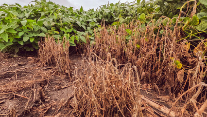 Fototapeta na wymiar Sad looking soybean plants in an agricultural field of soybean crops. The soybean plants are dry and wilted. Concept for crop loss and extreme weather. Captured in early August in the Midwest