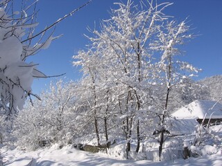 snow covered trees