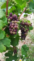 Grapevine
