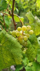 Grapes vine on site