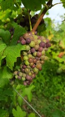 Color of joy . Grape vine