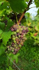Grape vine on site