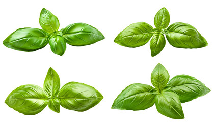Fresh basil leaves arranged artistically, perfect for culinary, gardening, or herbal design projects.