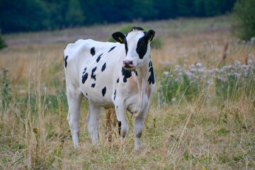 portrait of a cow bred mainly for milk