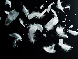 White Feathers isolated against a black background. Floating feathers. Falling bird feathers. Bokeh. Motion blur. Bird, angel or demon feathers. Fantasy glowing feathers floating down.