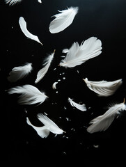 White Feathers isolated against a black background. Floating feathers. Falling bird feathers. Bokeh. Motion blur. Bird, angel or demon feathers. Fantasy glowing feathers floating down.