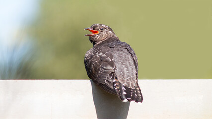 bird of prey