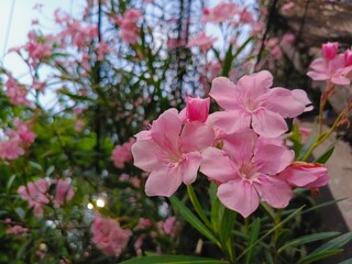Obraz premium Close up view of Pink Common oleander or rose bay flower seen from below, with blue sky as background. A species of nerium.