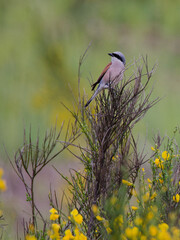 mâle pie grièche écorcheur