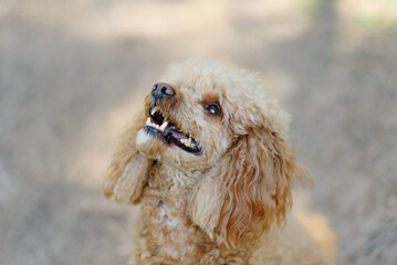 red poodle walks in park with owner, red dog looking at owner, tongue out, dogwalking concept