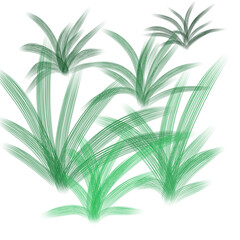 Grass 