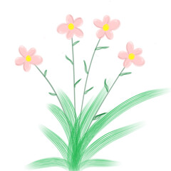 flower, pink, plant, nature, isolated, white, blossom, spring, green, floral, petal, leaf, flowers, bloom, beauty, beautiful, purple, bouquet, red, flora, summer, stem, color, bud, lily