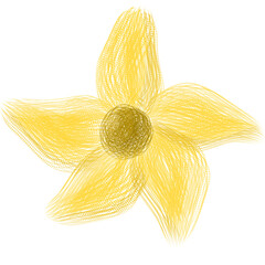 yellow flower isolated on white