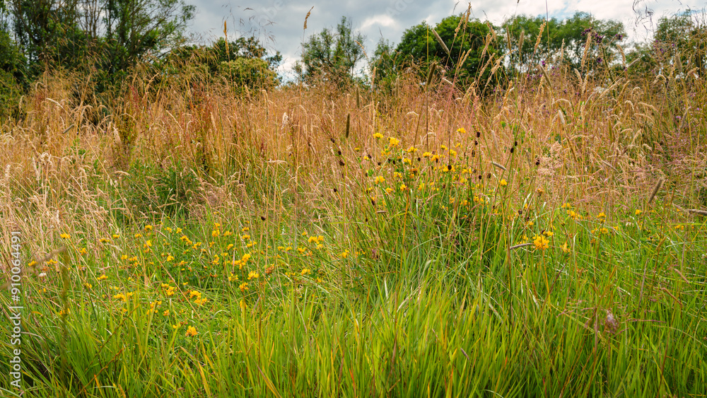 Poster Big Trefoil Wildflowers in Plessey Woods Meadows, part of the Country Park situated midway between Cramlington and Bedlington in Northumberland, consisting of Woodland, Meadows and Riverside areas