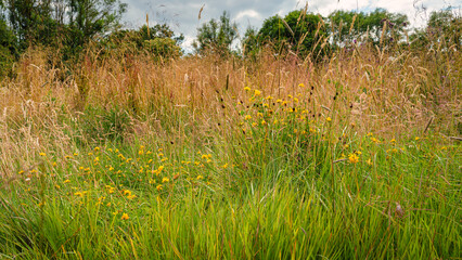 Big Trefoil Wildflowers in Plessey Woods Meadows, part of the Country Park situated midway between Cramlington and Bedlington in Northumberland, consisting of Woodland, Meadows and Riverside areas