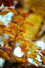 autumn orange leaves in the forest