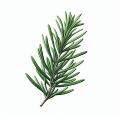 Fototapeta premium rosemary branch isolated on white or transparent 