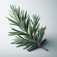 Fototapeta premium rosemary branch isolated on white or transparent 