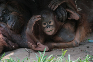 Orangutan orangutans  © badrudin