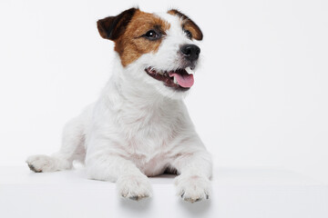 Portrait happy puppy of Jack Russell Terrier on gray background. Free space for text. Wide angle horizontal wallpaper or web banner. 