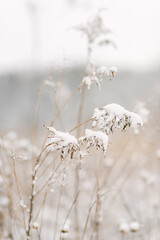 Snow-Covered Grass Stems in Winter Landscape