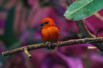 Bartvogel, Flammenkopf