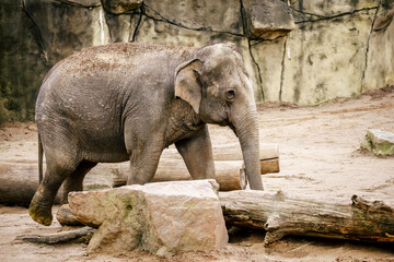 Elefant im Kölner Zoo