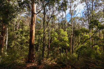 Fototapeta premium Lerderderg Heritage River Walk in Melbourne Australia