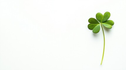 Four-Leaf Clover on White Background