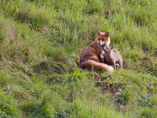 la renarde et ses petits