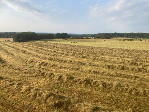 Champ agricole en cours de fauchage pour le foin