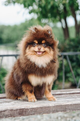 brown and red Pomeranian Spitz dog sitting on wooden bench in park in sunny summer day, dwarf dog breed, dogwalking concept, vertical photo