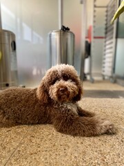 Portrait of a Labradoodle