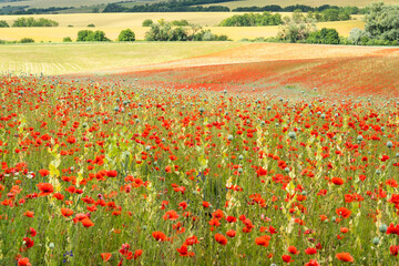 Red poppy field in summer sunshine
