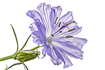 Obraz premium Single blue flower fully bloomed on white background.