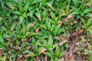 緑と赤が織りなすハオルチア