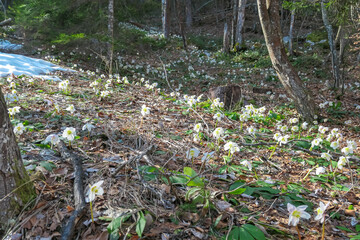 Vibrant tapestry of white hellebores blooms on forest floor in spring in Maria Elend, Carinthia, Austria. Sunlight filters through canopy casting soft light on delicate flowers and surrounding foliage