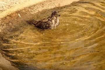 Goshawk Bathing in Shallow Water